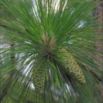 gum turpentine source, pinus palustris tree