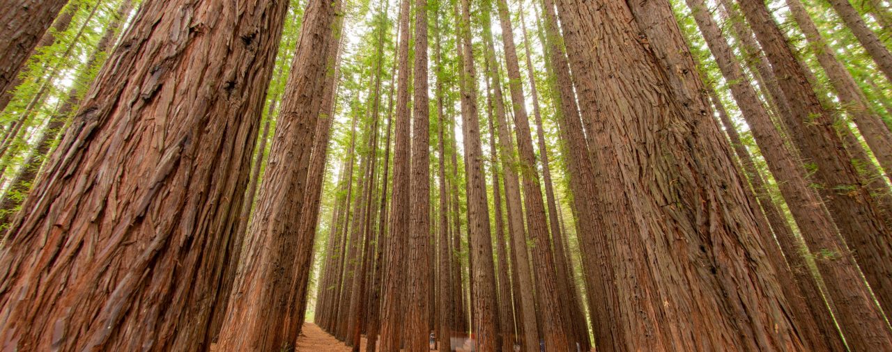 Gum Turpentine Banner Gum Turpentine Banner Pine Forest